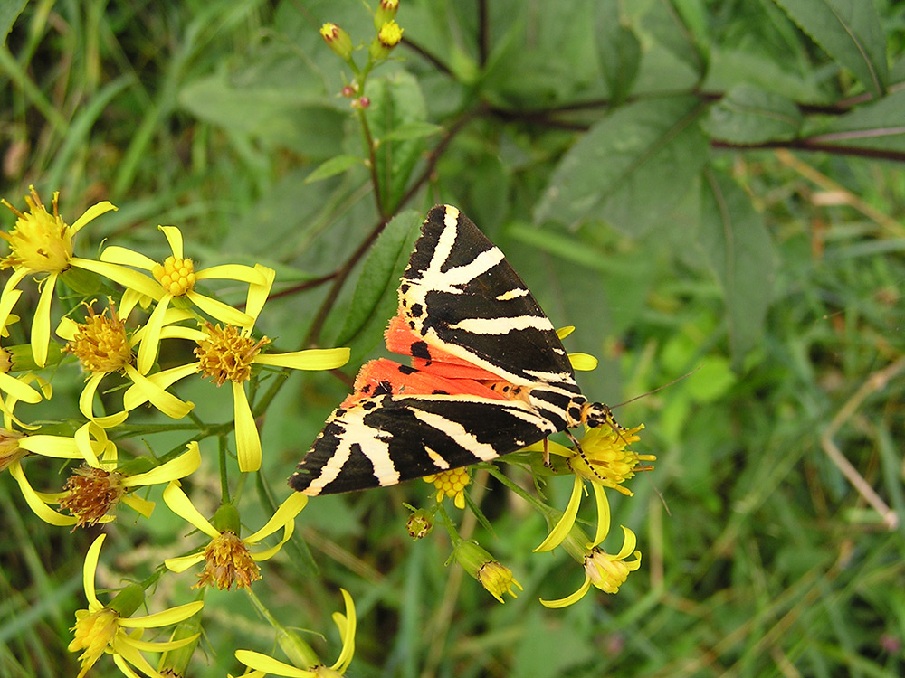 © Nationalpark-Eifel