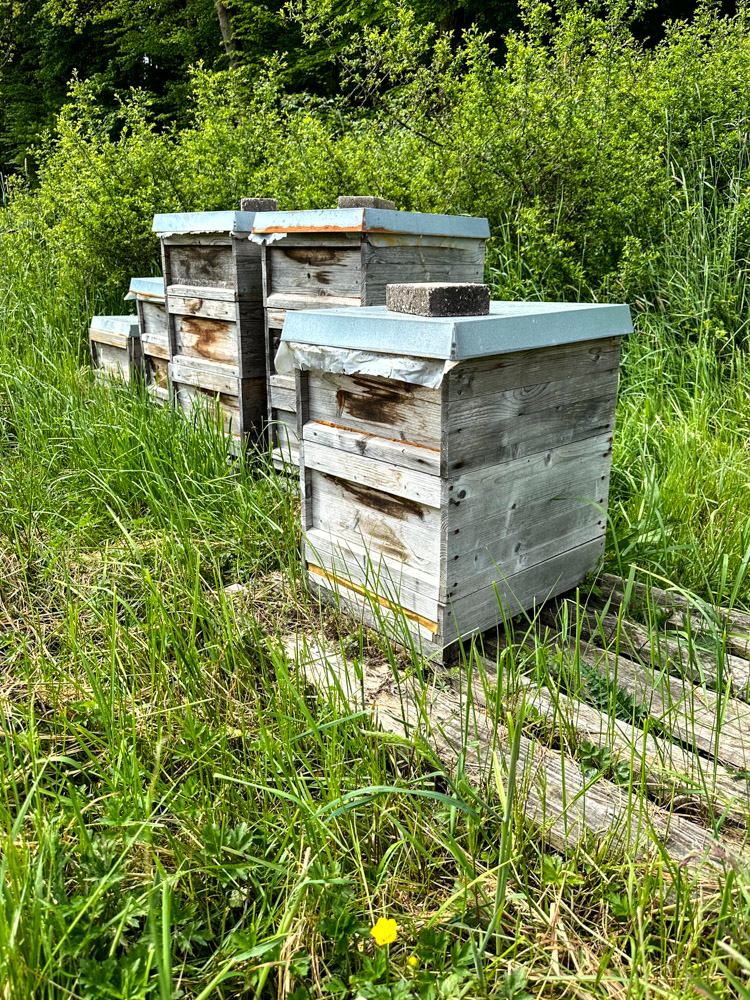 Vier hölzerne Bienenstöcke mit Metalldächern stehen im hohen Gras in der Nähe dichter grüner Sträucher und Bäume.