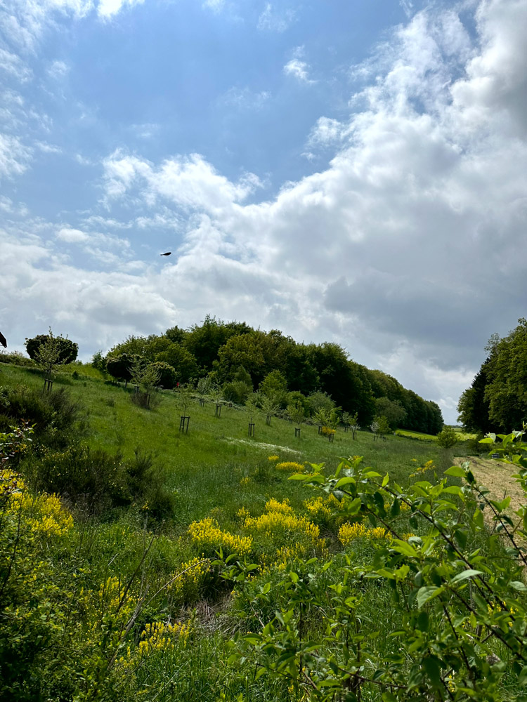 Ein grünes, grasbewachsenes Feld mit vereinzelten gelben Wildblumen, jungen Bäumen und einem bewaldeten Hügel unter einem teilweise bewölkten Himmel. In der Ferne fliegt ein Vogel.