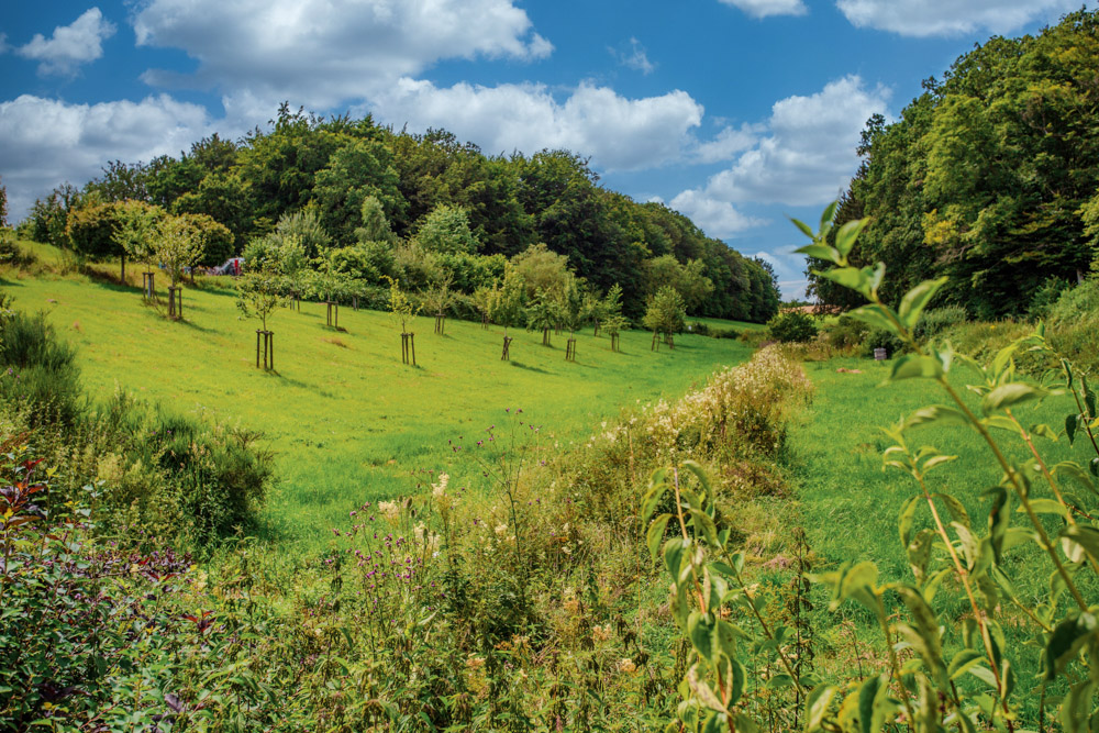 Eine grasbewachsene Wiese mit jungen Bäumen und Sträuchern, gesäumt von dichten Wäldern unter einem teilweise bewölkten Himmel.