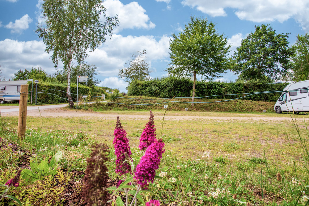 Ein grasbewachsener Campingplatz mit geparkten Wohnwagen, lila blühenden Pflanzen im Vordergrund und Bäumen unter einem teilweise bewölkten Himmel.