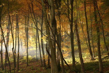 © Nationalpark-Eifel